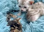 Male TICA Snow Mink Kittens - Bengal Kitten For Sale - Stroudsburg, PA, US