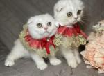 Scottish folds - Scottish Fold Kitten For Sale - Fort Wayne, IN, US