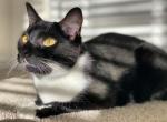 Mickey - American Shorthair Cat For Adoption - 