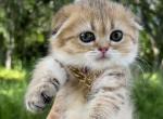 Golden spotted girl - Scottish Fold Kitten For Sale - Sun City Center, FL, US