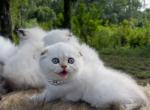 Golden chinchilla point boy - Scottish Fold Kitten For Sale - Sun City Center, FL, US