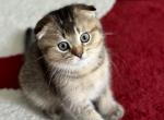Sky - Scottish Fold Kitten For Sale - Orlando, FL, US