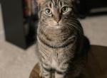 Gidget - American Shorthair Cat For Adoption - 