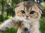 Golden chinchilla boy - Scottish Fold Kitten For Sale - Sun City Center, FL, US