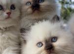 Chocolate point LH boy and seal point girl - Scottish Straight Kitten For Sale - Sun City Center, FL, US