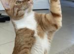 Archie - American Shorthair Cat For Adoption - 