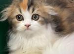 CALICO LH KITTENS - Scottish Fold Kitten For Sale - 