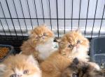 Cfa red and white boy and girl kittens - Persian Kitten For Sale - Woodburn, IN, US