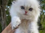 Golden chinchilla point petite size girl - Scottish Fold Kitten For Sale - Sun City Center, FL, US
