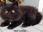CFA Black Persian Male Red Collar - Persian Kitten For Sale - Raphine, VA, US