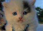 Rare blue eyed black Van boy - Scottish Straight Kitten For Sale - Sun City Center, FL, US