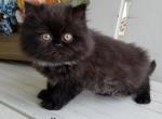 CFA Persian Black Color Male Green collar - Persian Kitten For Sale - Raphine, VA, US