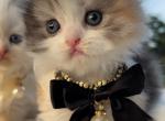 Black silver tortie girl - Scottish Fold Kitten For Sale - Sun City Center, FL, US