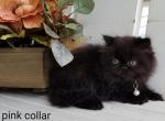 CFA Persian Black Color Female pink collar - Persian Kitten For Sale - Raphine, VA, US