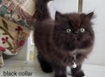 CFA Persian Black color Male - Persian Kitten For Sale - Raphine, VA, US
