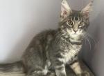 Melanies litter - Maine Coon Kitten For Sale - Portland, OR, US