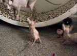 Tinsy - Sphynx Cat For Sale - VA, US