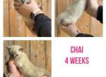 Chai - Bengal Kitten For Sale - 