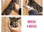 Mocha - Bengal Kitten For Sale - 