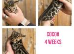 Cocoa - Bengal Kitten For Sale - ME, US