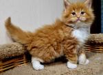 Nicole - Maine Coon Kitten For Sale - Miami, FL, US