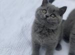 Elsie - British Shorthair Kitten For Sale - Vancouver, WA, US