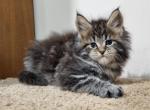 Naomi - Maine Coon Kitten For Sale - Miami, FL, US