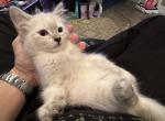 Momo - Ragdoll Kitten For Sale - Portland, OR, US
