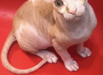 Leon - Sphynx Kitten For Sale - 