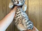 Gray Male Bengal Kitten - Bengal Kitten For Sale - 