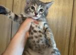 Special Price Gray Bengal Kitten Male - Bengal Kitten For Sale - 