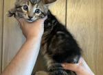 Marble Bengal kitten - Bengal Kitten For Sale - Beach Park, IL, US