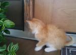 Patrick - American Shorthair Kitten For Sale - Bethel, PA, US