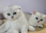 Scottish babies - Scottish Straight Kitten For Sale - 