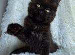 Justin - Maine Coon Kitten For Sale - Charlotte, NC, US