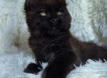 Elite Planet Justin - Maine Coon Kitten For Sale - Charlotte, NC, US