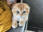 Lary - Scottish Fold Kitten For Sale - Phoenix, AZ, US