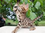 Bengal NOV Nikolas - Bengal Kitten For Sale - Brooklyn, NY, US
