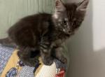 Heart - Maine Coon Kitten For Sale - Littleton, CO, US