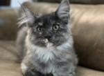Rainbow - Maine Coon Kitten For Sale - Littleton, CO, US