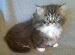 Charcoal and White Persian Munchkin with Mittens - Munchkin Kitten For Sale - LA, US