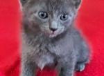 Slate - Russian Blue Kitten For Sale - Oklahoma City, OK, US