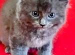 Lily - Persian Kitten For Sale - 