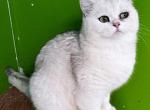 Natasha for adoption - British Shorthair Cat For Sale/Retired Breeding - Los Angeles, CA, US