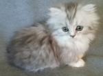 Silver Shaded Persian Munchkin - Munchkin Kitten For Sale - LA, US