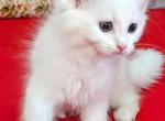 Winter - Maine Coon Kitten For Sale - Oklahoma City, OK, US