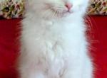 Bianca - Ragdoll Kitten For Sale - Oklahoma City, OK, US