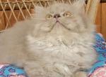 Lilac male - Persian Kitten For Sale - Gladstone, VA, US