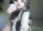 Snow& viking - Maine Coon Kitten For Sale - NY, US