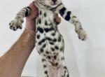 F2 Savannah hybrids - Savannah Kitten For Sale - 